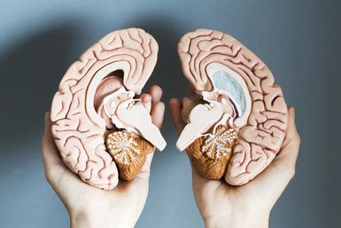 Hands holding two hemispheres of human brain