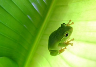 wallpapers-green-nature-tree-frog-animals-hd-1024x576