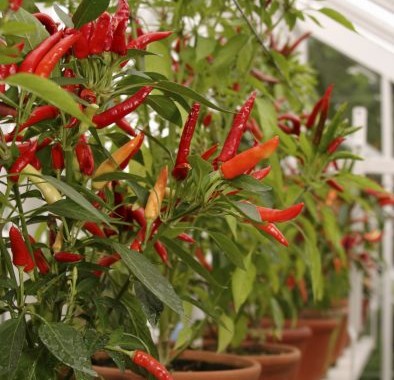 peppers-in-pots-394x600